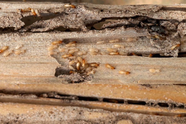Best Bed Bug Extermination  in Ludowici, GA