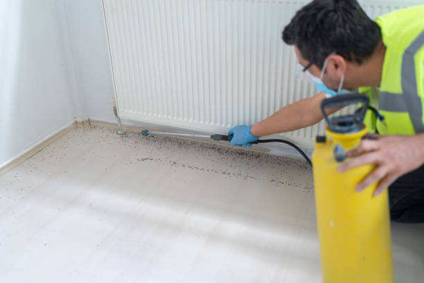 Best Wasp Removal Services  in Ludowici, GA