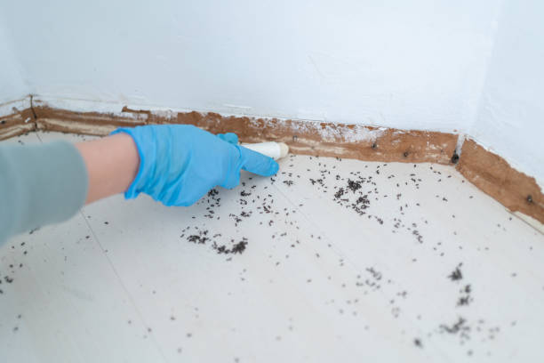 Best Local Pest Control Services  in Ludowici, GA