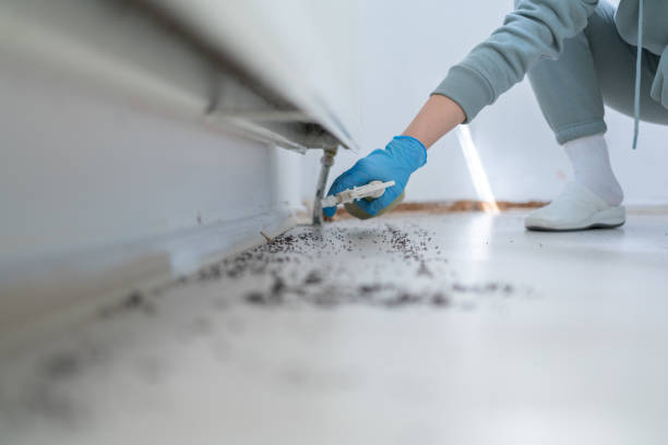 Best Mosquito Control Services  in Ludowici, GA